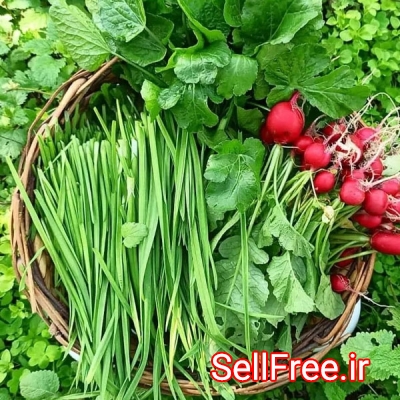 قیمت و خرید بذر سبزی / فروش بذر سبزیجات