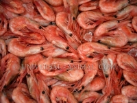  Exporting Fish to United Arab Emirates