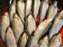  Importing Fish from IRAN