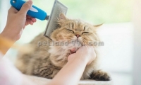 اصلاح و آرایش گربه در تهران