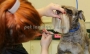 اصلاح و آرایش گربه در تهران