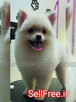 سگ شیتزو سفید آرایش شده