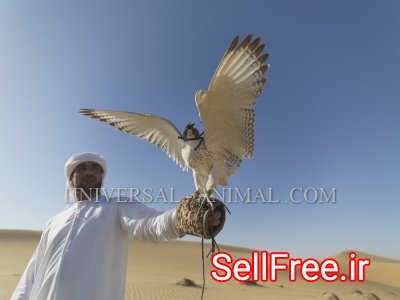 Bird store Saudi arabia