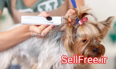 قیمت اصلاح موی سگ