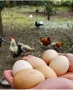 تخم مرغ محلی و ارگانیک بدون آنتی بیوتیک آرتمن