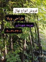 فروش انواع نهال های جریمه ای شهرداری_تهران