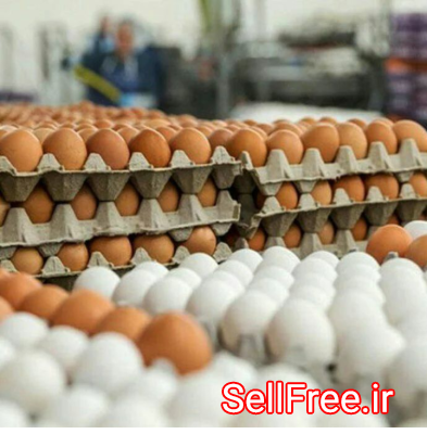 پخش وفروش عمده تخم مرغ