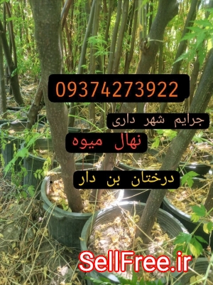 فروش انواع نهال های جریمه ای شهرداری_تهران