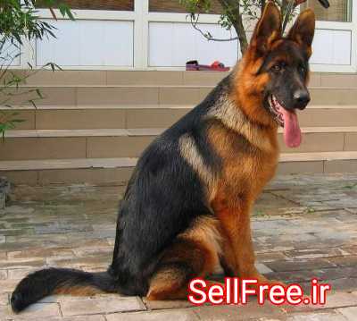 فروش سگ ژرمن شپرد اصیل با آموزش حرفه ای