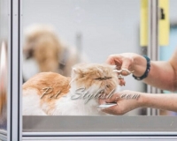 آرایشگر حرفه ای گربه پرشین