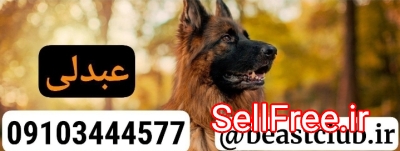 آموزش و فروش انواع نژاد سگ های گارد و نگهبان