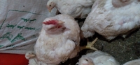 فروش مرغ زنده ارگانیک