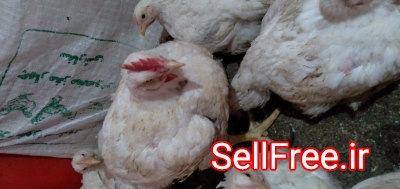 فروش مرغ زنده ارگانیک