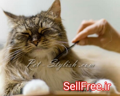 آرایشگر حرفه ای گربه پرشین