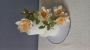 گل شکری