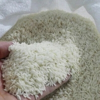 تولید و عرضه مستقیم برنج هاشمی و طارم با بهترین استانداردها