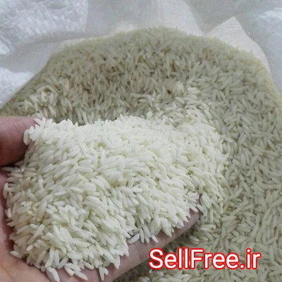 تولید و عرضه مستقیم برنج هاشمی و طارم با بهترین استانداردها