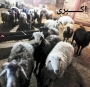 گوسفند زنده و دام و علوفه هیدروپونیک