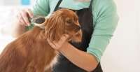 آموزش آرایش حیوانات خانگی