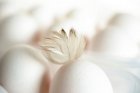 واردات تخم مرغ - «شرکت تجاری بازرگانی آریا ساویس»