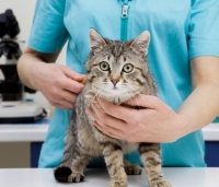کلینیک دامپزشکی و درمانی حیوانات خانگی