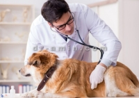 درمان بیماری های عفونی سگ و گربه