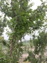 ۴۶۸ متر باغچه با سند محضری در احمد آباد مستوفی