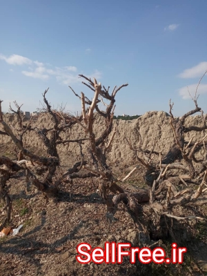 ۵۴۵۰ متر زمین کشاورزی در شهریار با سند شش دانگ