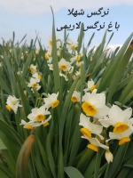 فروش پیاز گل نرگس ایرانی و خارجی