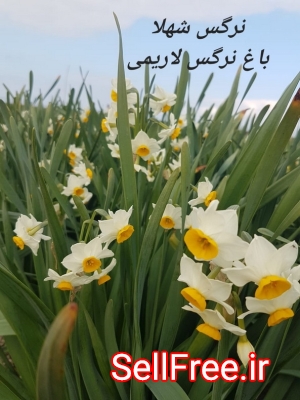 فروش پیاز گل نرگس ایرانی و خارجی