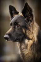 فروش سگ ژرمن شپرد استرالیایی با فاکتور رسمی
