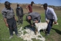پشم چین گوسفندان