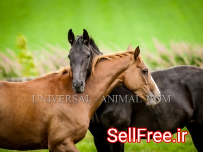 Horse Store UAE from IRAN