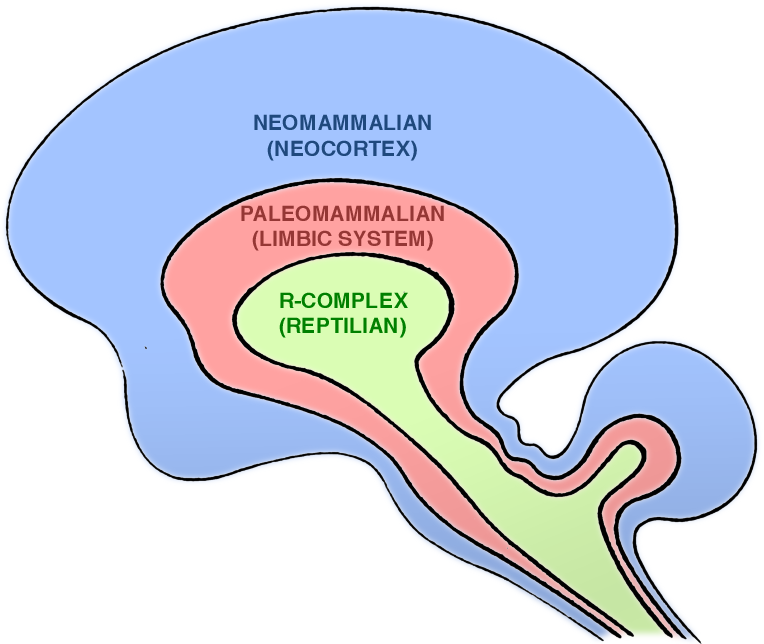 کمپلکس R مغز در بازاریابی عصبی
